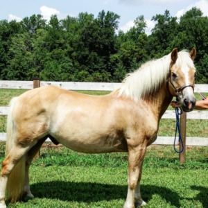 Meet your Posher, Molly